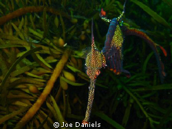 Weedy Sea Dragon by Joe Daniels 